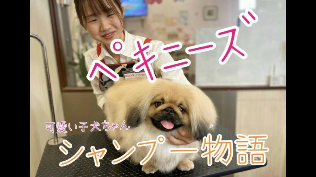 ペキニーズの子犬ちゃんシャンプー ラブ アンド ドッグス