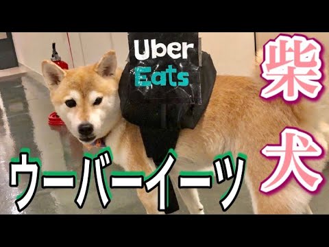 柴犬配達員が走る ちゃんと迅速にご注文の品を届けることは出来るのか ウーバーイーツで注文されたものを柴犬配達員がお届け ラブ アンド ドッグス