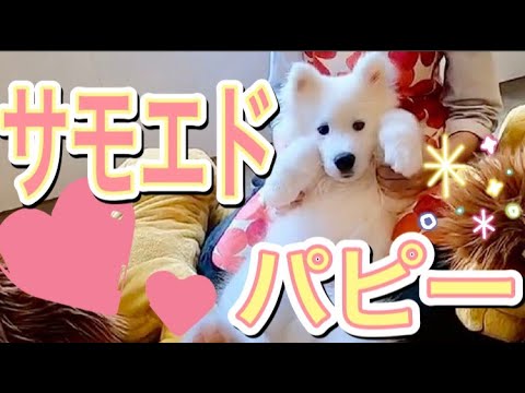 希少犬種 サモエド 絶対必見 たまらなく可愛い子犬 まるでぬいぐるみ ラブ アンド ドッグス