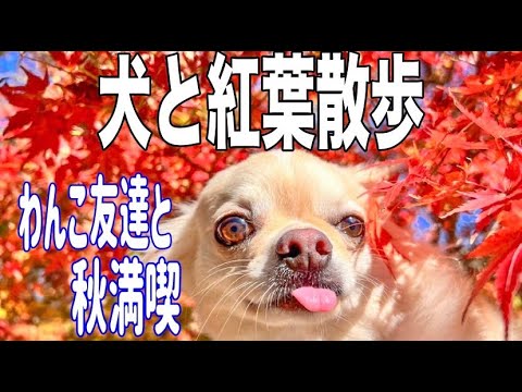 九州福岡糸島の紅葉】犬と楽しむ2022秋の紅葉 | ラブ アンド ドッグス