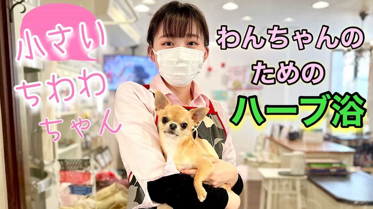 かわいい♡チワワちゃんetc. オーダー受付ページ ハンドメイド